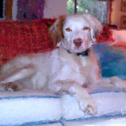 Mixed media portrait of a pet spaniel by contemporary American painter Alicia Leeke