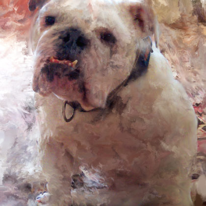 Mixed media portrait of an English Bull Dog by contemporary American painter Alicia Leeke