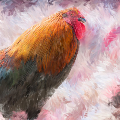 Mixed media portrait of a rooster by contemporary American painter Alicia Leeke