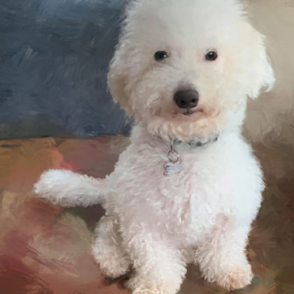Mixed media portrait of a white fluffy pet dog by contemporary American painter Alicia Leeke