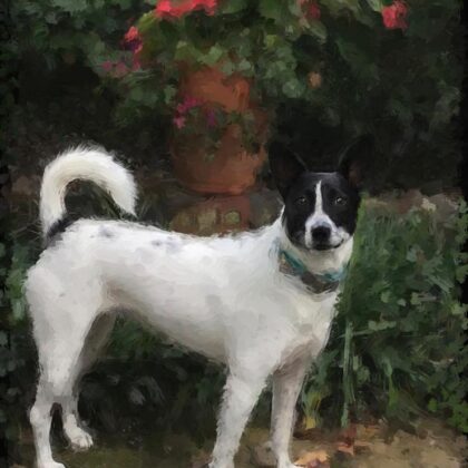 Mixed media portrait of a pet spotted dog by contemporary American painter Alicia Leeke