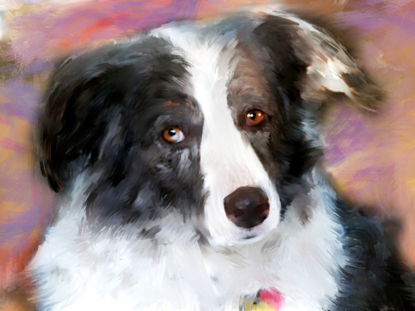 Mixed media portrait of a pet black and white dog by contemporary American painter Alicia Leeke